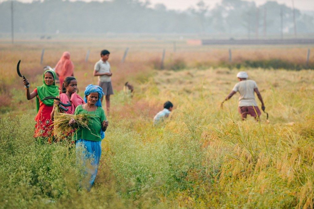 indijska družina, ki dela na riževem polju
