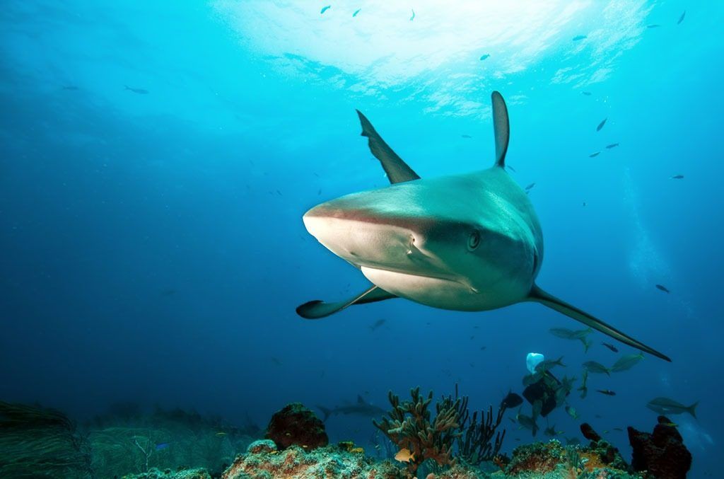 Haizivs okeāna lietās, par kurām tu ticēji Arenam