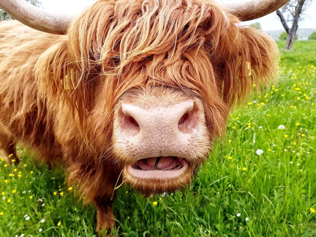 lehmä erikoispitkillä hiuksilla, hauskilla lehmävitsillä ja sanaleikkeillä