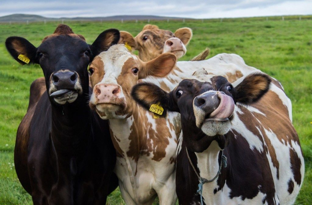 25 lehmävitsiä, jotka ovat maalauksellisen hauskoja