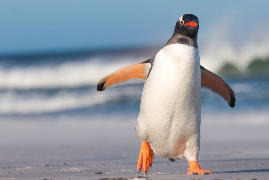 pingvin dolazi po tebe
