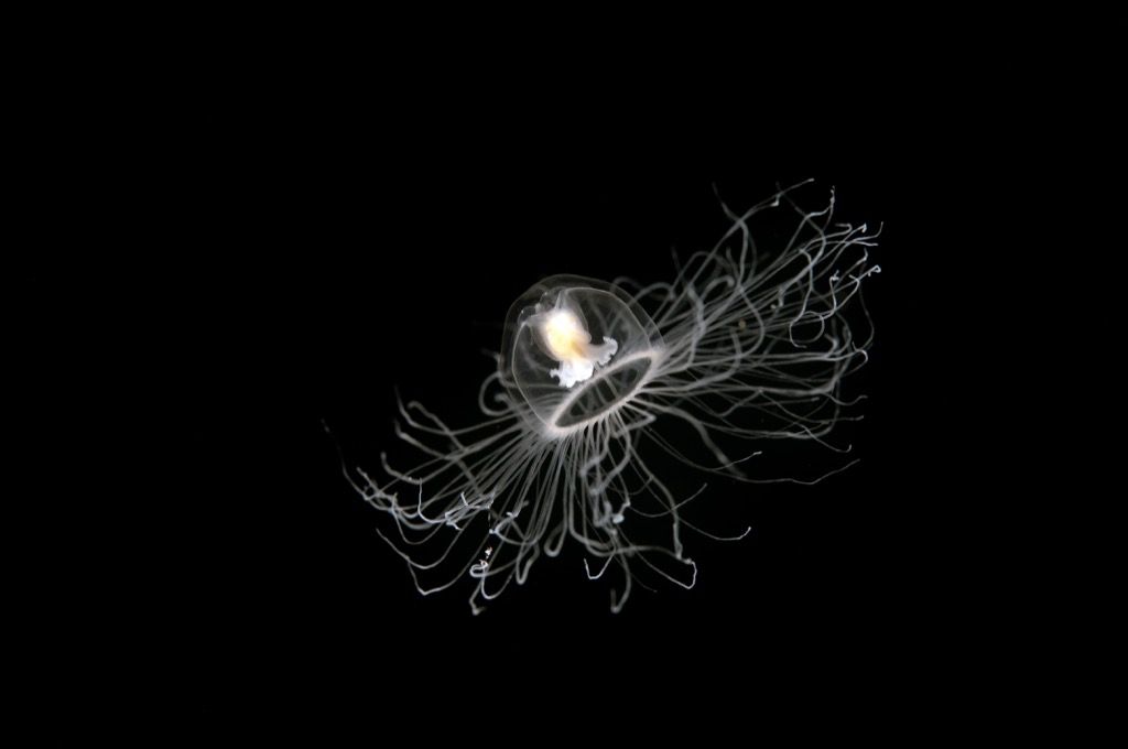 Besmrtne meduze