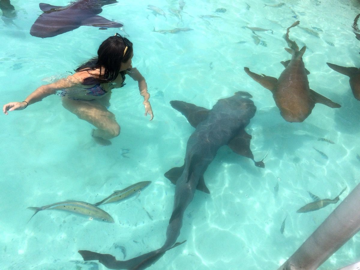 Kvinde svømmer i vand med flere hajer omkring sig
