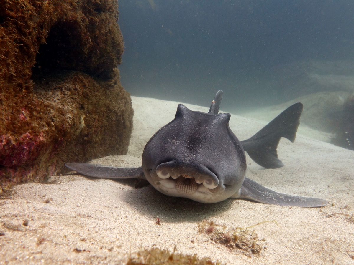 Свињска јацксон ајкула седи на дну океана