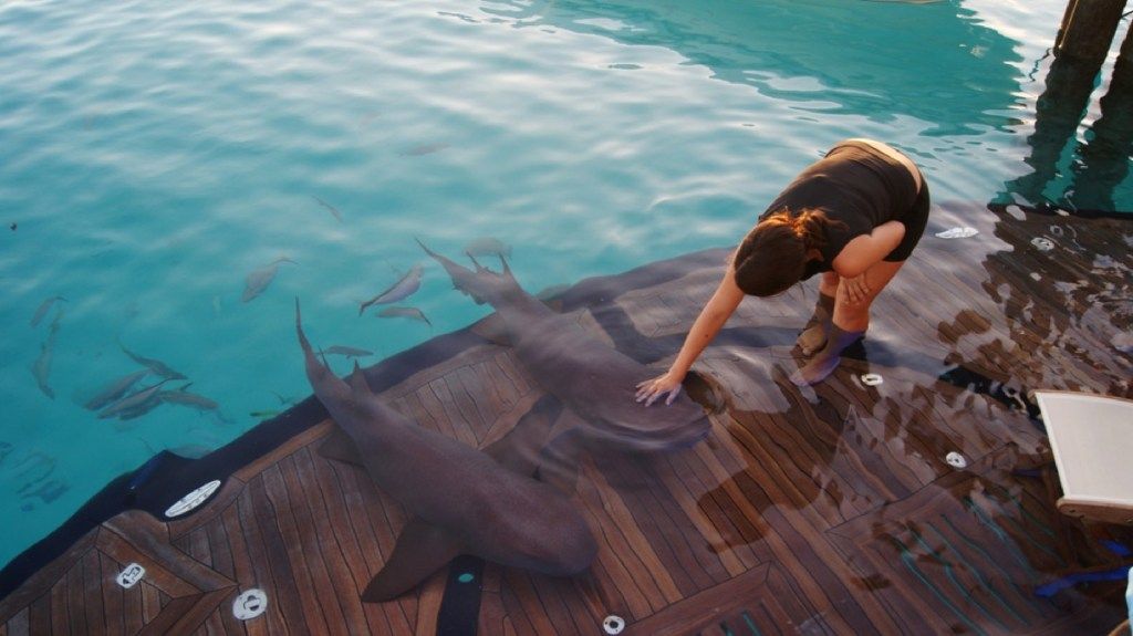 ljudski psi koji njeguju morske pse, fotografije morskih pasa