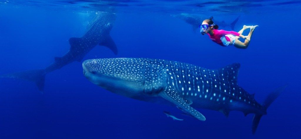 meiteņu un vaļu haizivju snorkelētājs, haizivju fotogrāfijas