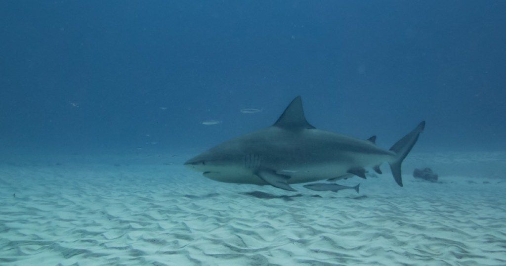tehotný býk žralok, fotografie žralokov