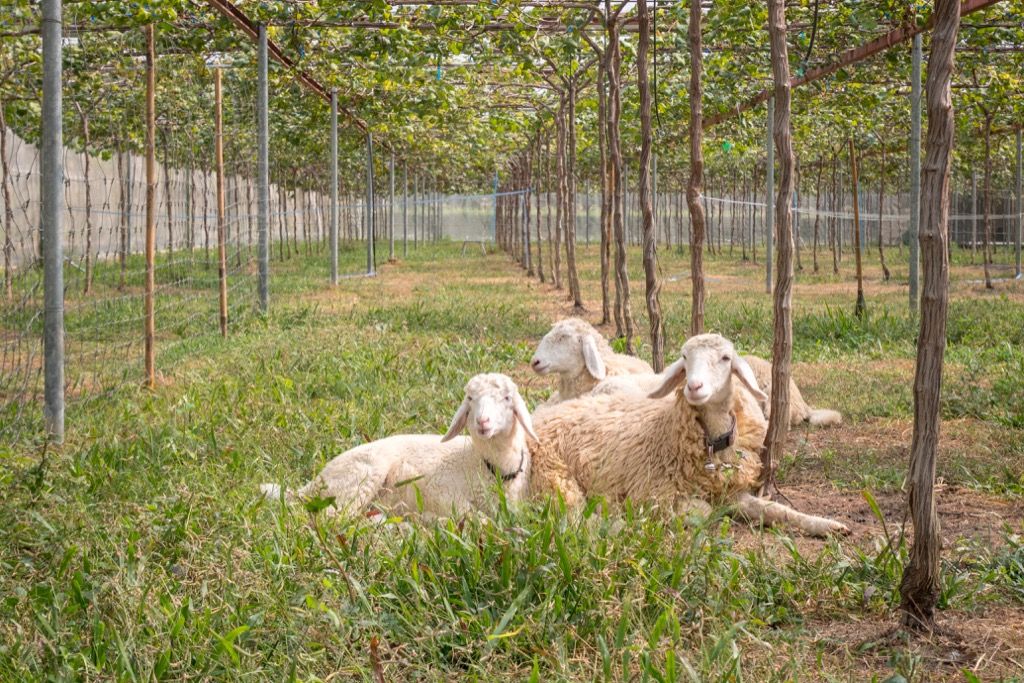 Овцы в винограднике