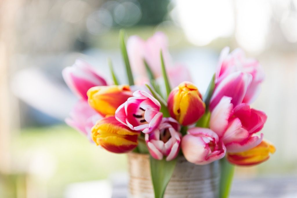 Fleurs tulipes