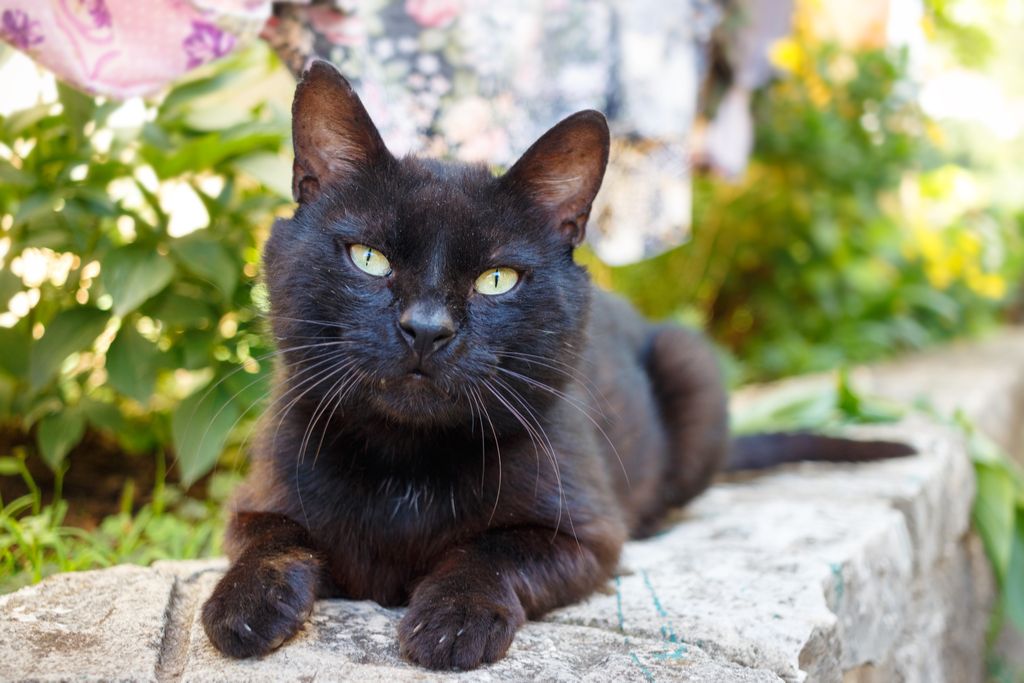 Juodoji katė, penktadienis, 13 d. - kačių kaladėlės