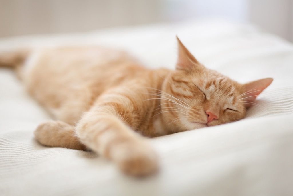 miegančios katės meilės požymiai - katės kalambūrai