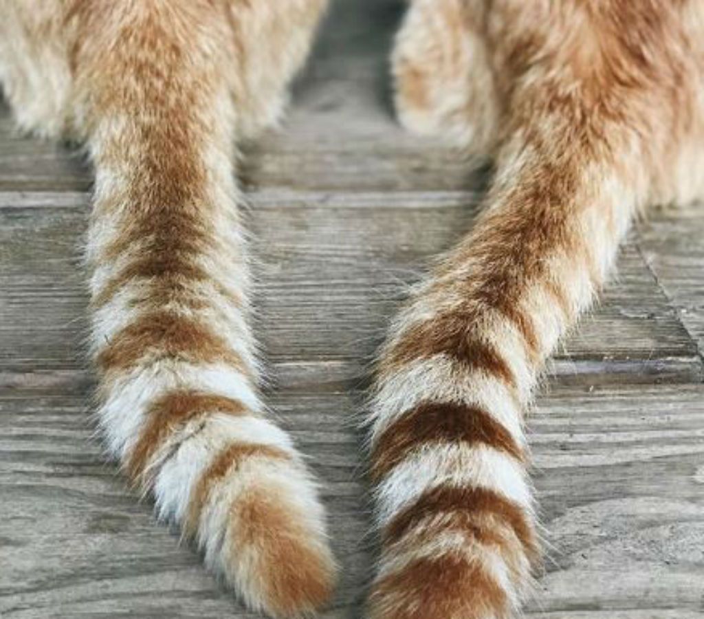 uodegos kačių meilės ženklas - kačių kaladėlės