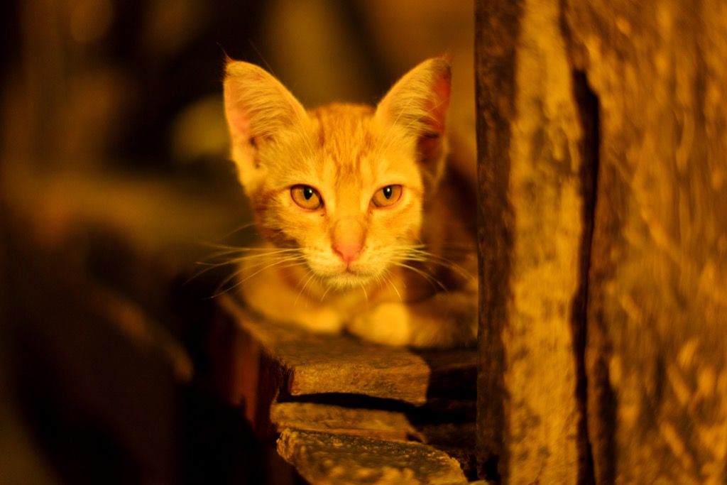 Oranžinė katė - katės kaladėlės