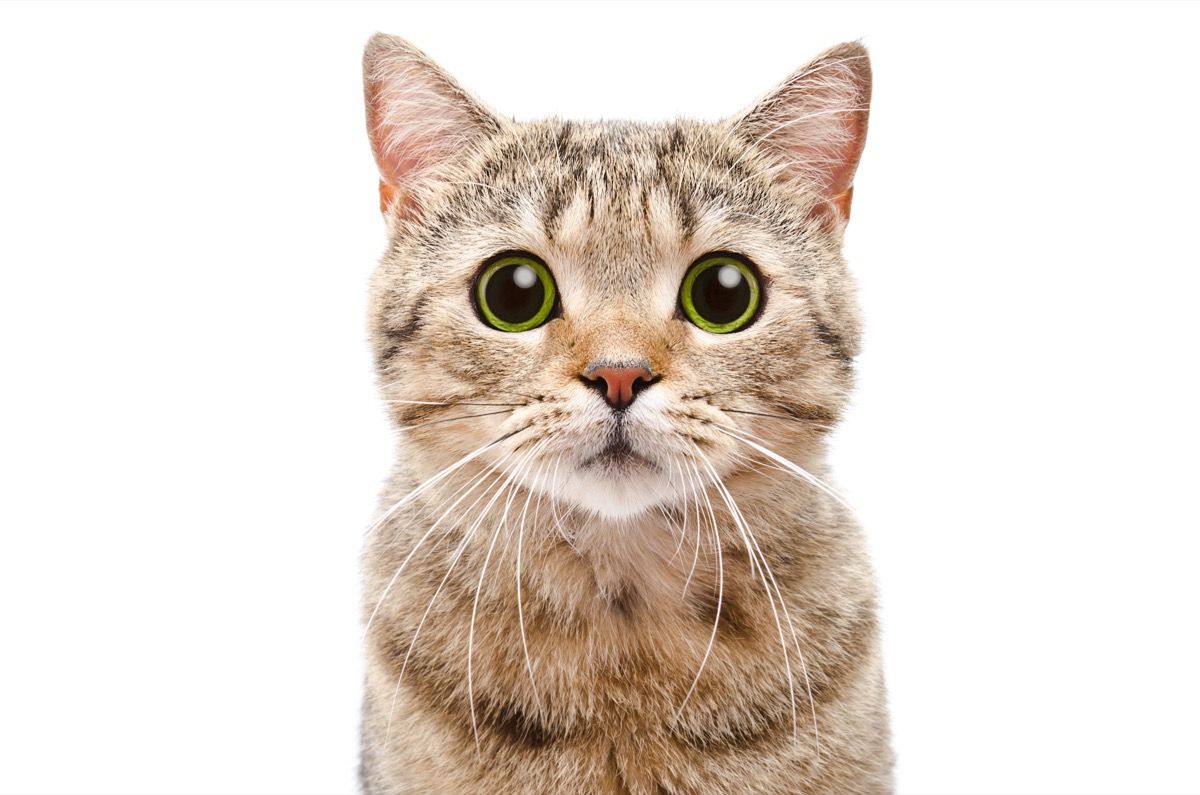 katė didelėmis akimis - kačių kalambūras