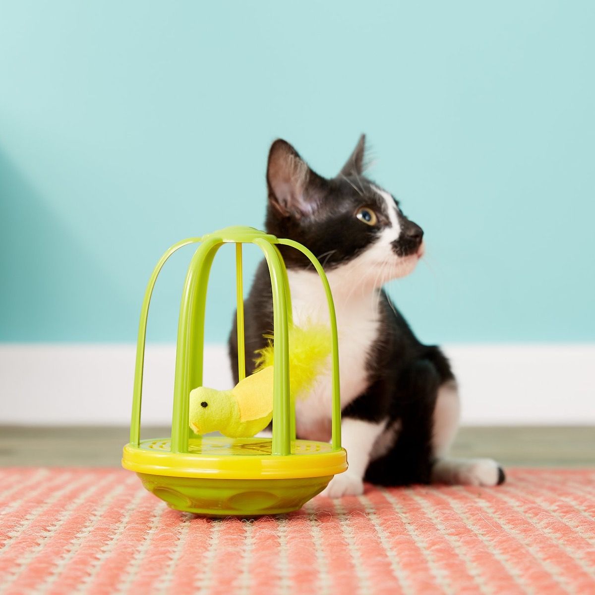 katės ir kanarėlės žaislas - katės kalambūrai