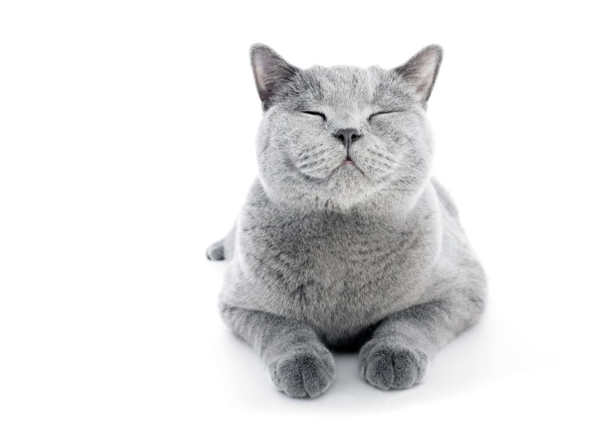 katinas šypsosi - katės kalambūrai