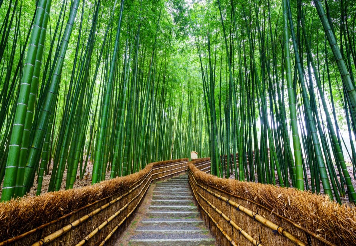 bosque de bambú en kyoto