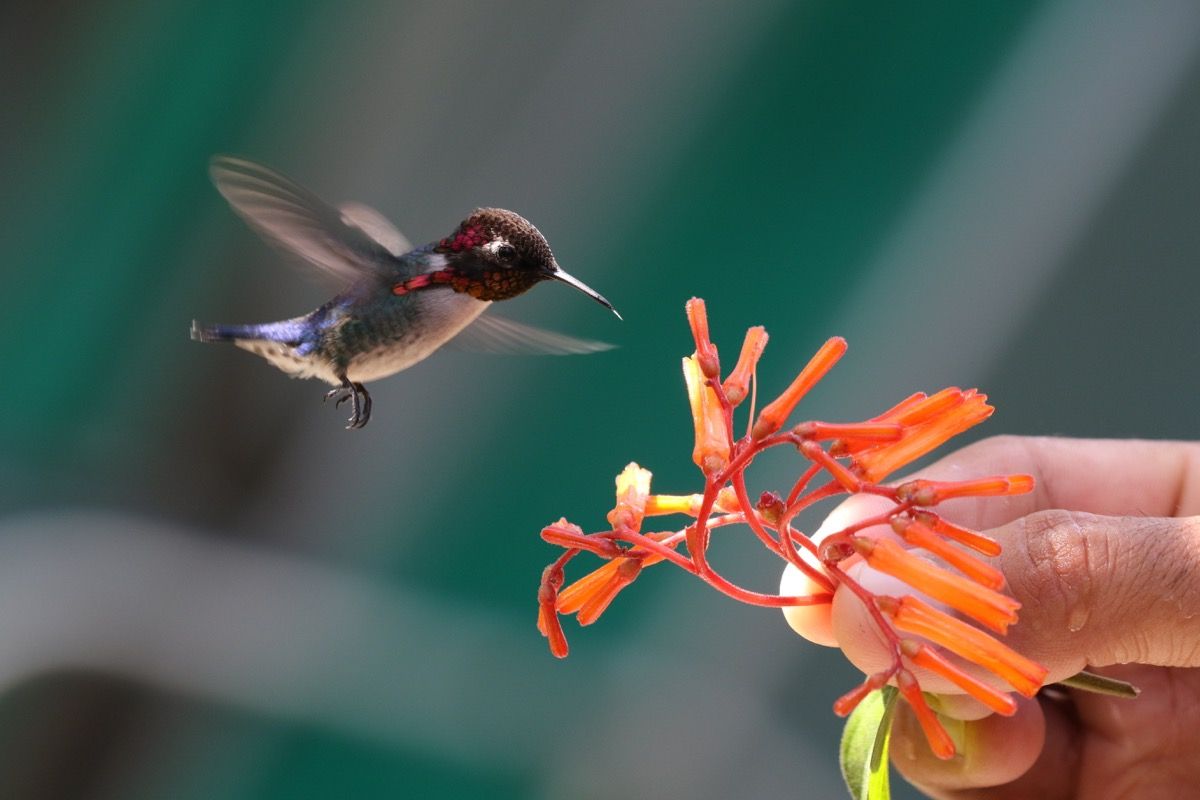 abeja colibrí, pequeño insecto, animal, hechos divertidos aleatorios