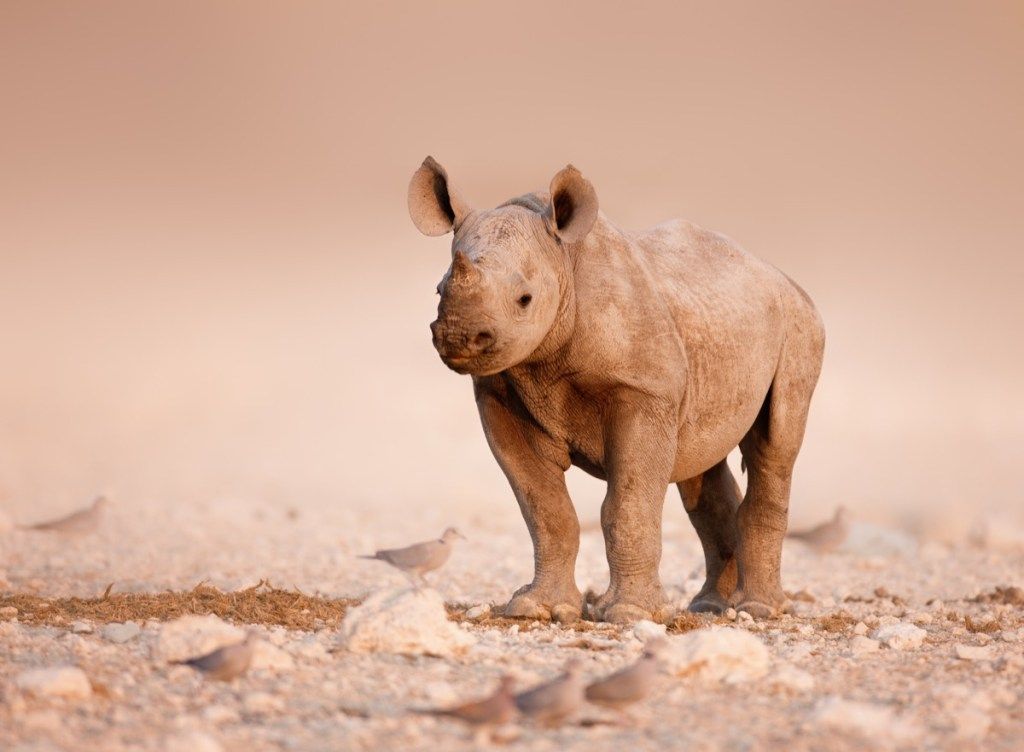 bebé rinoceronte en etosha, animales bebés peligrosos