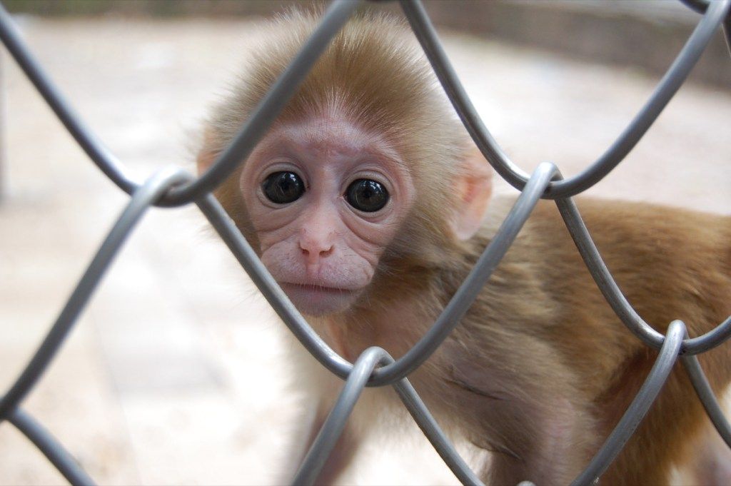 chimpancé bebé en el zoológico, animales bebés peligrosos