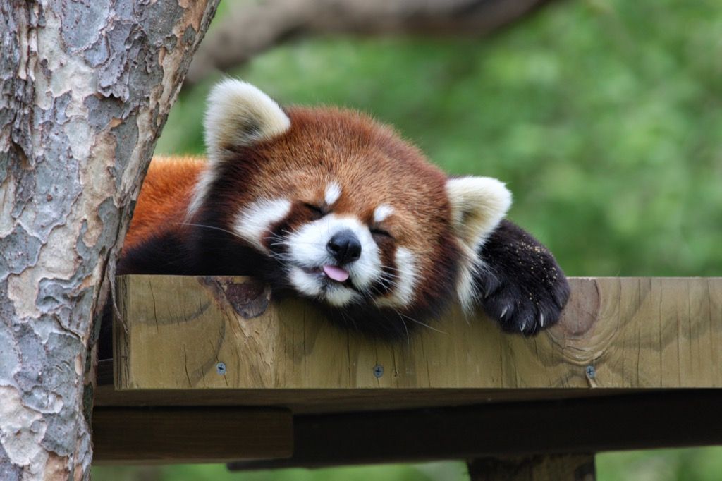 panda rojo durmiendo