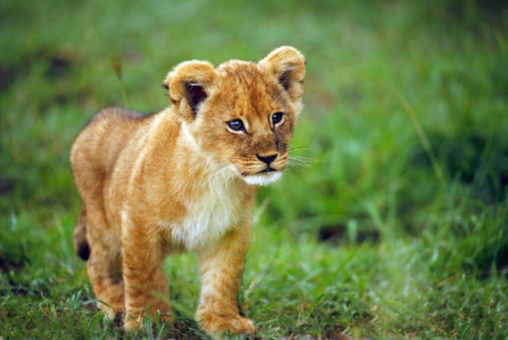 cachorro de león bebé en la hierba, animales bebés peligrosos