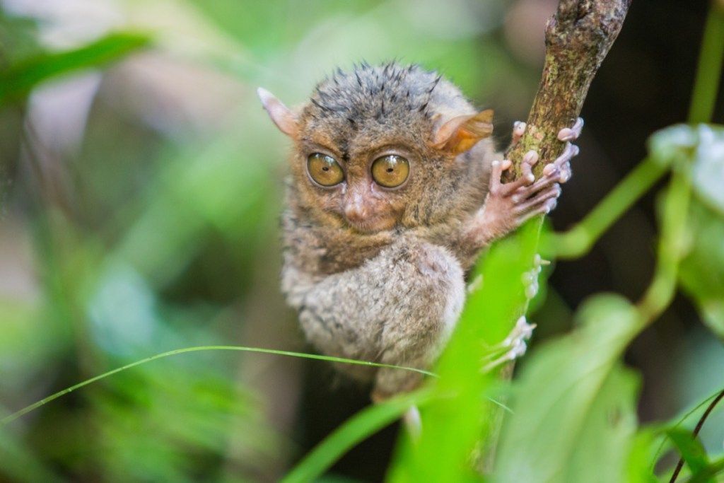 Tarsier bebé en los árboles de la selva tropical, animales bebés peligrosos