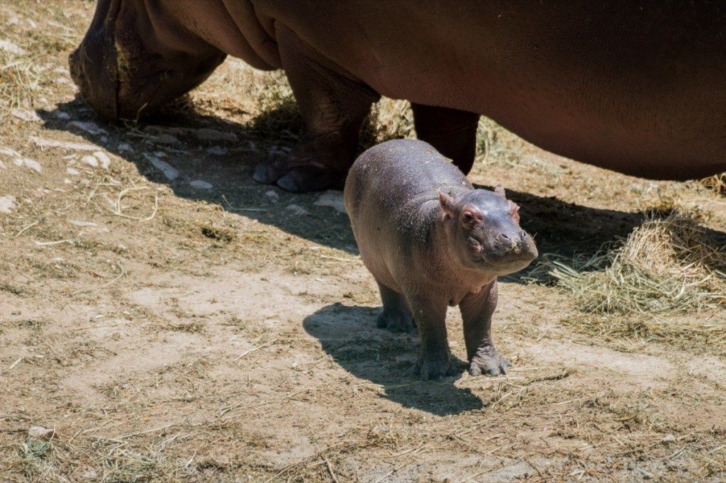 bebé hipopótamo junto a su mamá hipopótamo, animales bebés peligrosos