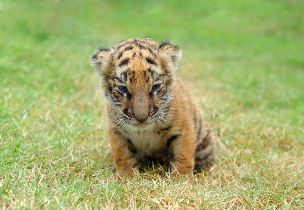 tigre bebé en la hierba, animales bebés peligrosos