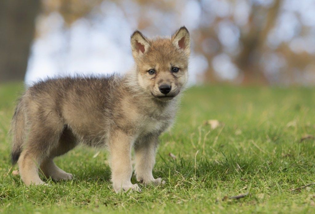 Bebé cachorro de lobo gris joven, de pie en una ladera, animales bebés peligrosos