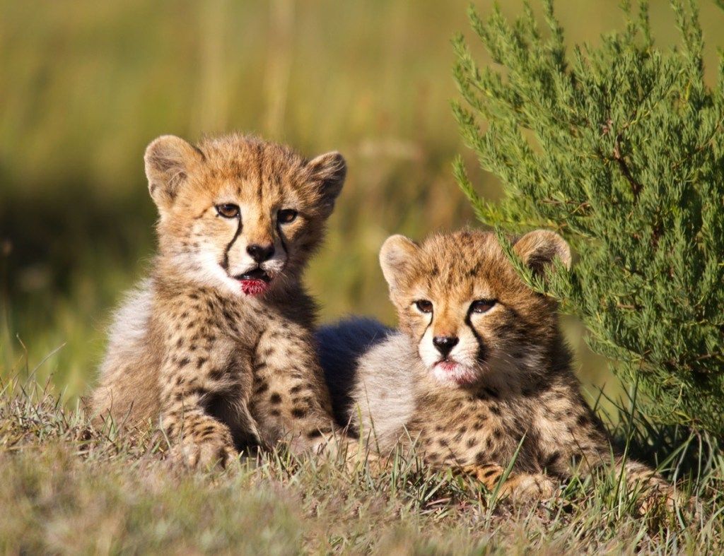 guepardos bebé en el campo, animales bebés peligrosos
