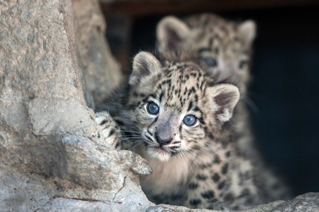 leopardo bebé que mira a escondidas alrededor del árbol, animales bebés peligrosos