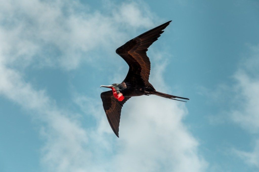 Птица фрегата која се надвија кроз ветрове Галапагошких острва - Слика