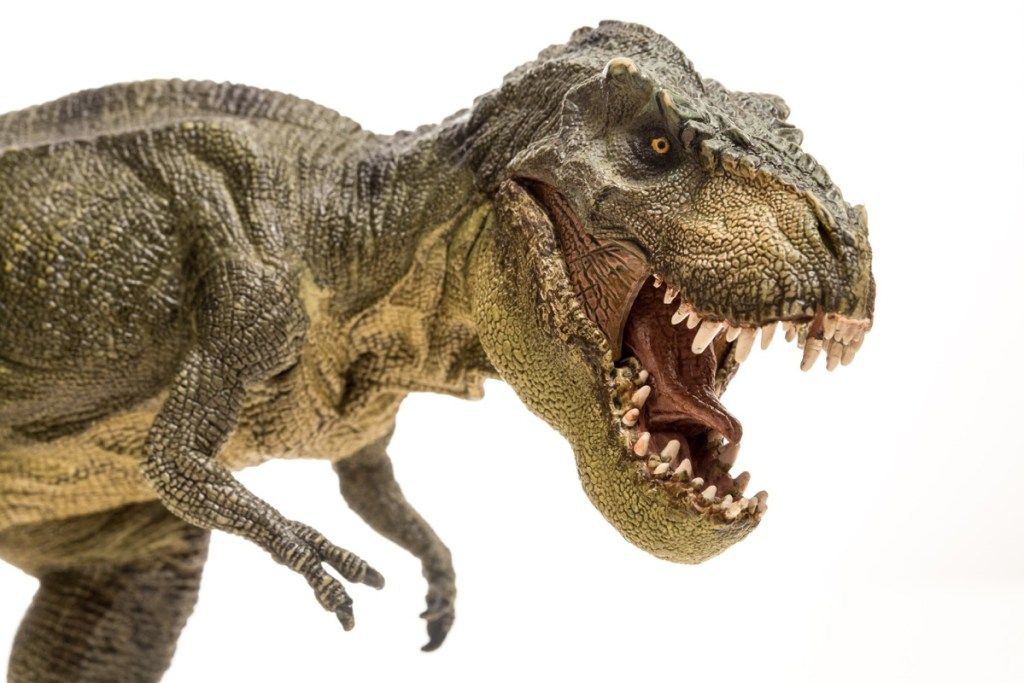 Tyrannosaurus rex isolato nel bianco