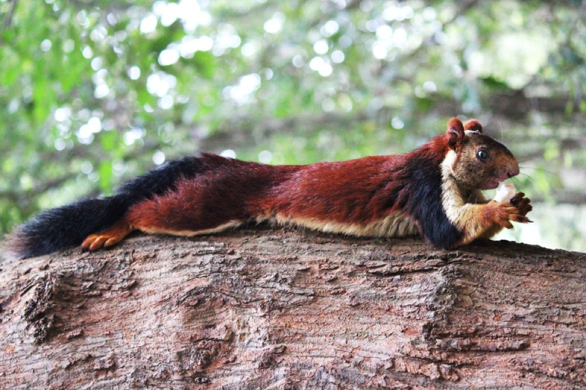 Indijska krznena malabarska vjeverica jedući kokos na drvetu