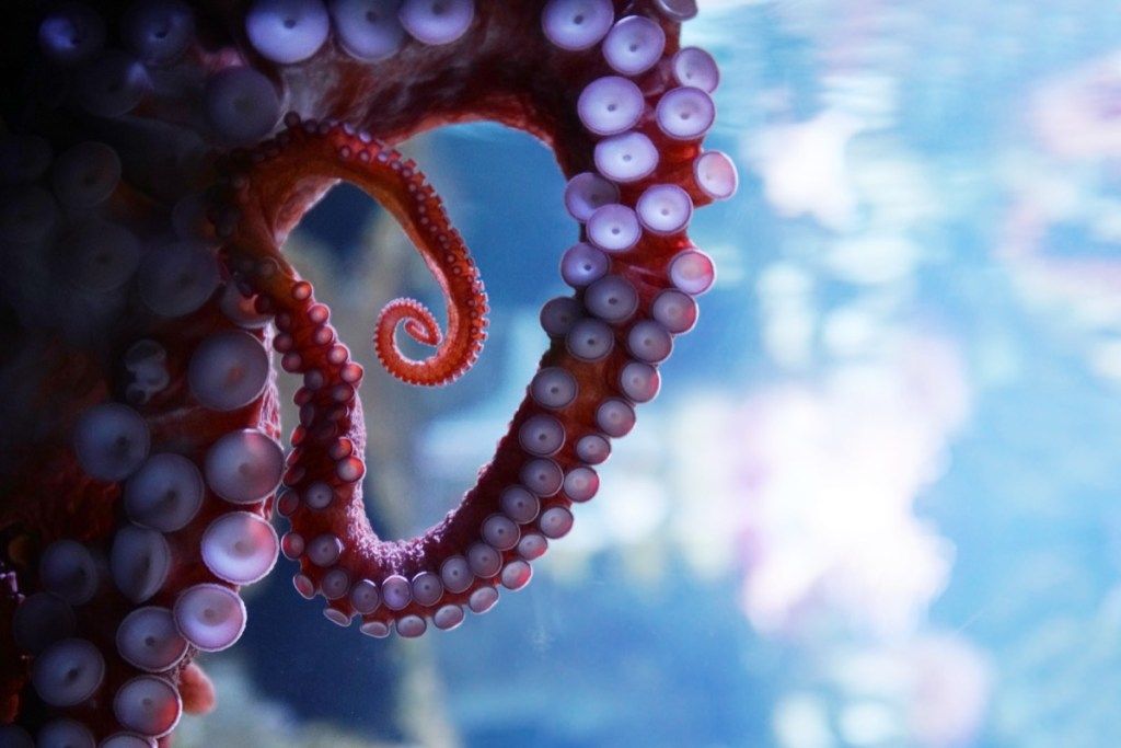 hobotnica od blizu v tanku, neuporabna dejstva