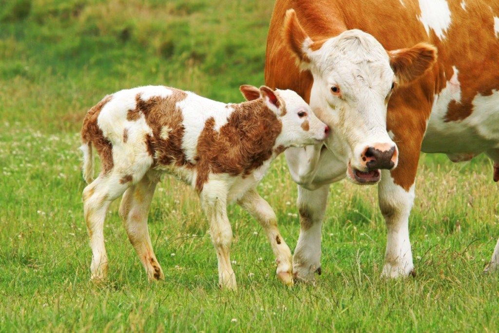 novorodené teľa sa hrá s matkou kravou