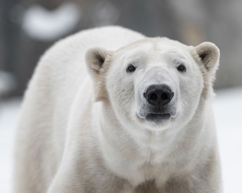 นี่คือจำนวนหมีขั้วโลกที่เหลืออยู่ในโลก