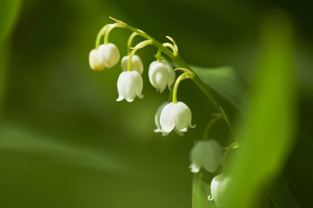 Lily of the Valley växter som kan döda