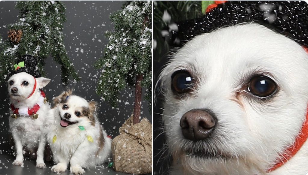 La divertida foto de vacaciones de un perro con expresión de 'crisis existencial' se vuelve viral