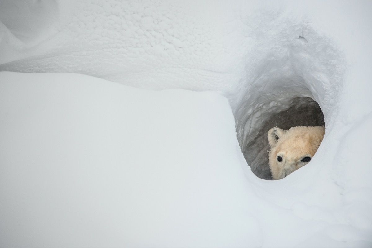 El oso polar mira desde una guarida de nieve. Canadá