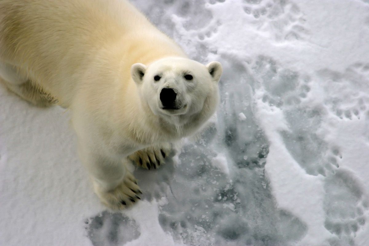 huellas de pie de oso polar en la nieve