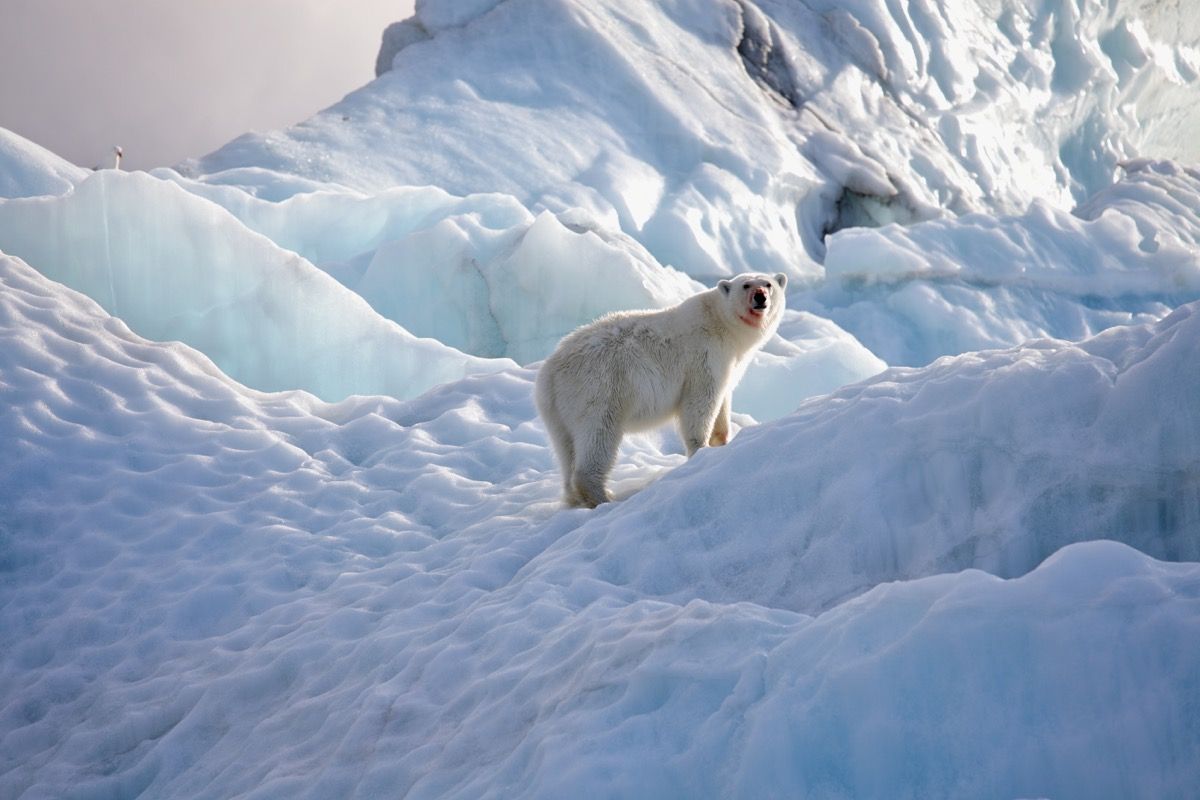 oso polar en ambiente natural.