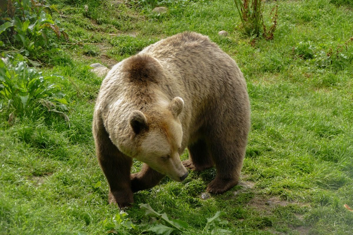 un oso pardo pardo con pelaje blanco