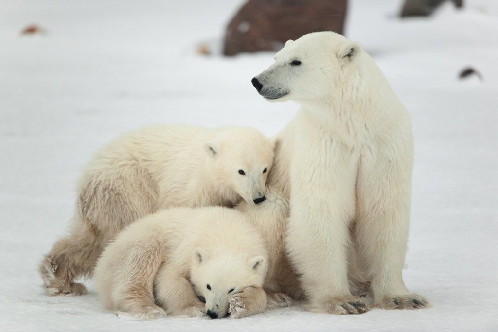 Datos sobre la madre y los cachorros del oso polar