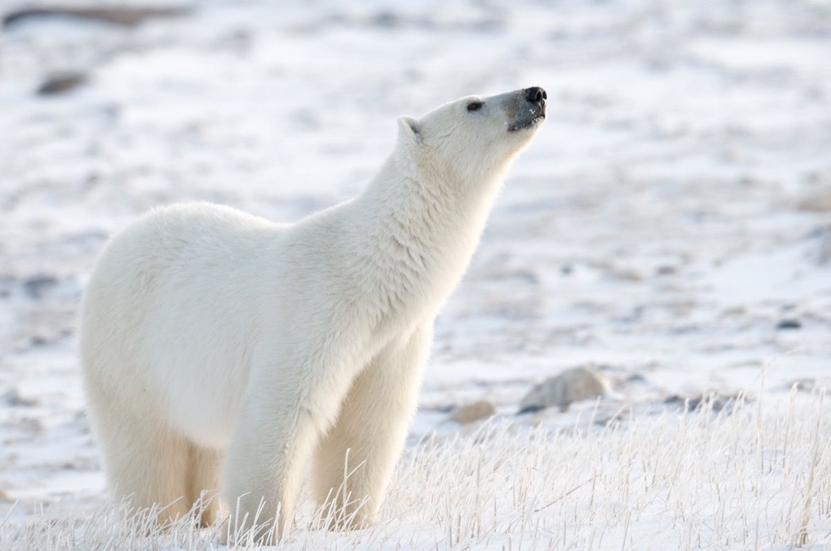 oso polar olfateando el aire en busca de su presa