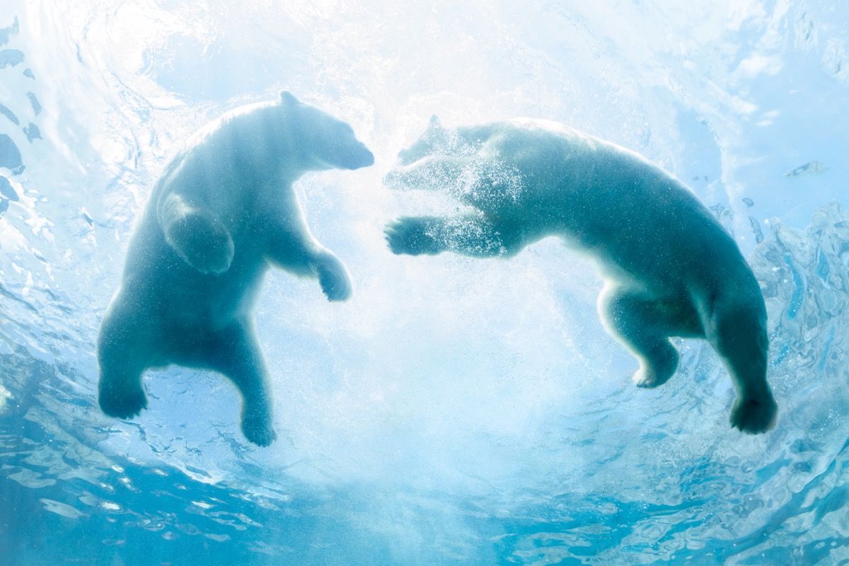 divi aizmugures apgaismoti polārlāču mazuļi spēlē ūdenī, skatoties no apakšas.