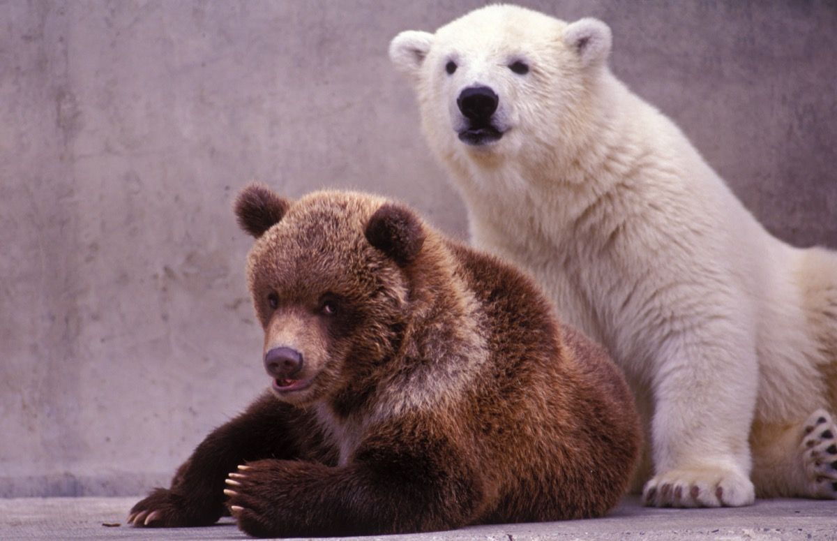 Retrato de cachorros de oso pardo y polar