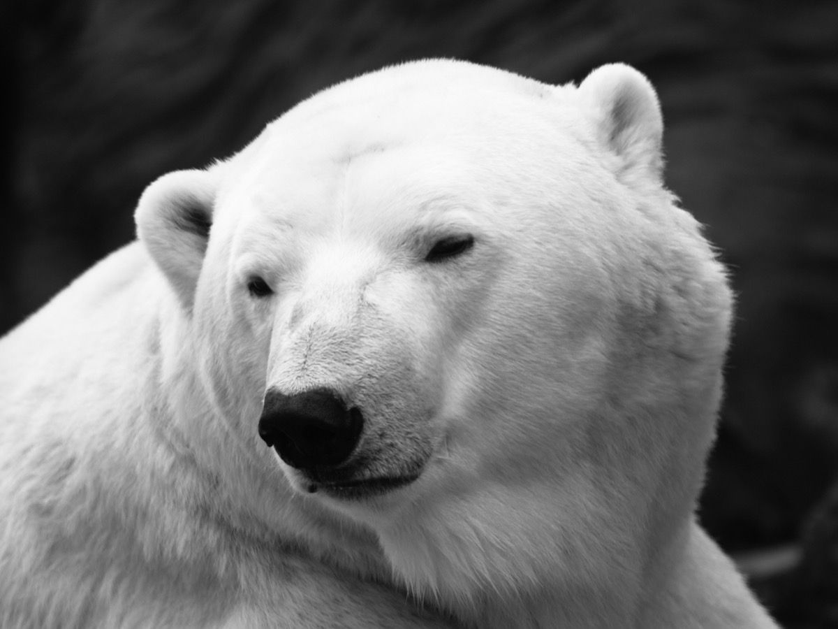 Vista detallada de oso polar, primer plano, ursus maritimus