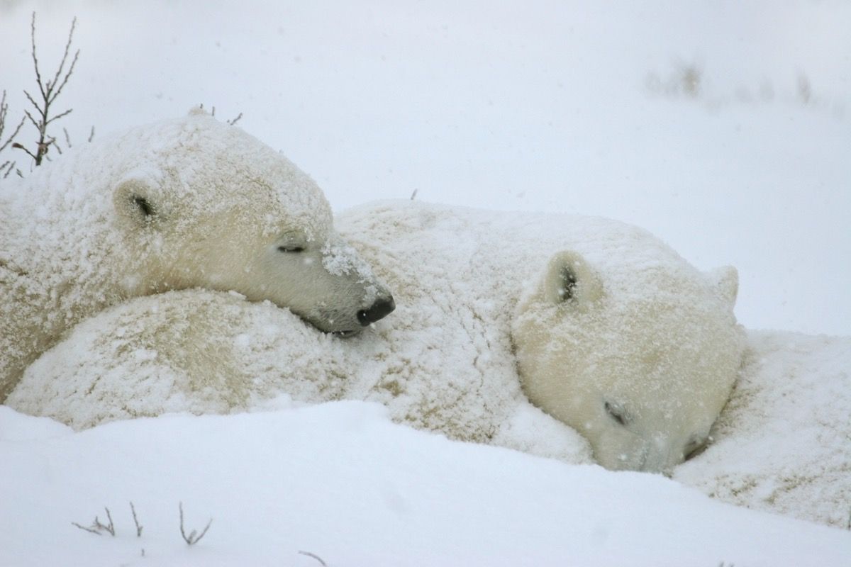 baltā lāča mazuļi sniega vētras laikā guļ blakus mātei. Lāči gaida, kamēr līcis sasalst, ļaujot medīt roņus uz ledus Manitobā, Kanādā.